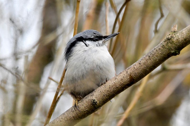 Punkarlik puukoristaja