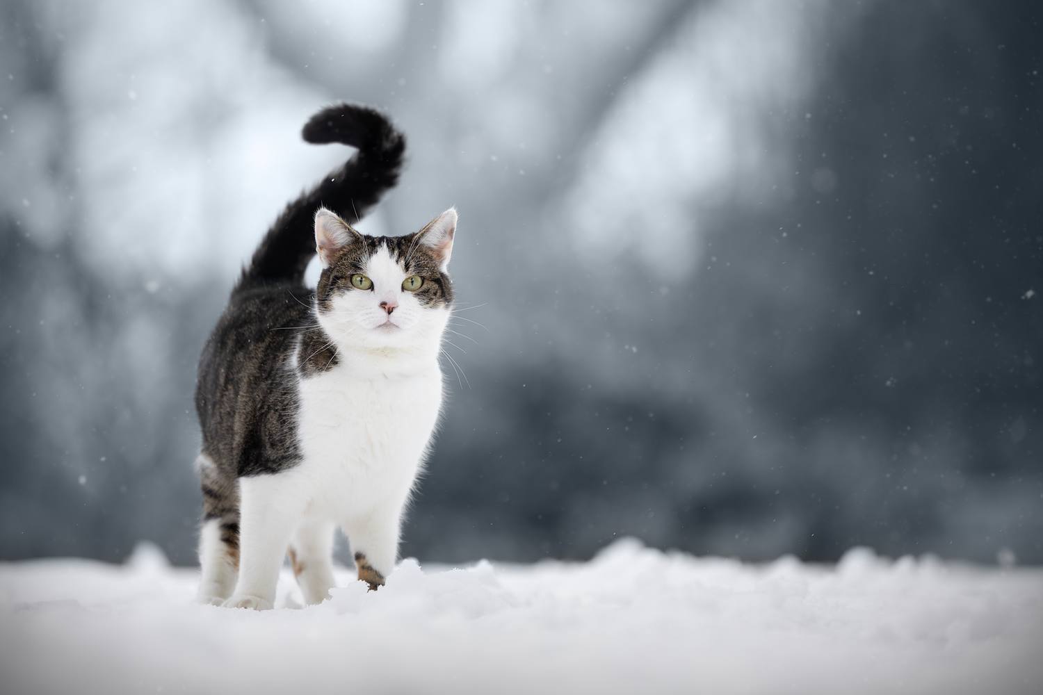 NLS Dierenfotografie