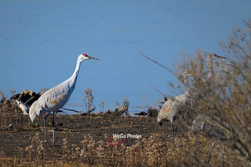 Sand Crane at Bombay Hook National Wildelife Refuge