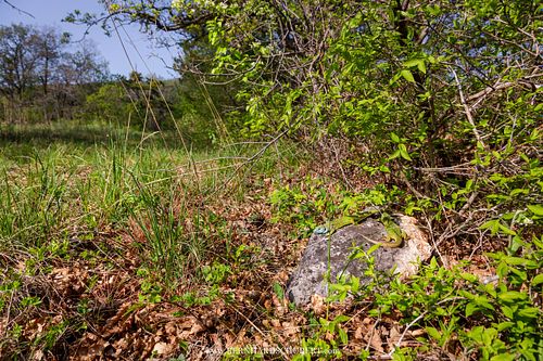 Lacerta viridis – Östliche Smaragdeidechse