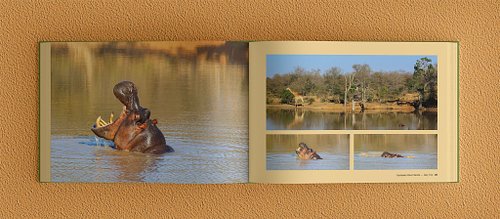 Double-page spread of the photobook showing a full-bleed hippo photo on the left page and three hippo photos on the right.