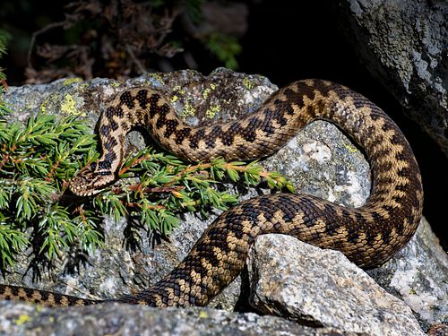 Kreuzotter im Bosch da Cavloc