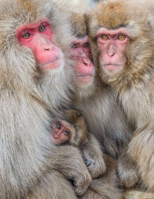 Snow Monkey, Japanese Macaques, Japan, Old world monkey, Macaca fuscata