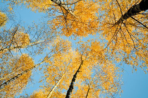 #autumn #tree #gold #leaves #autumn leaves