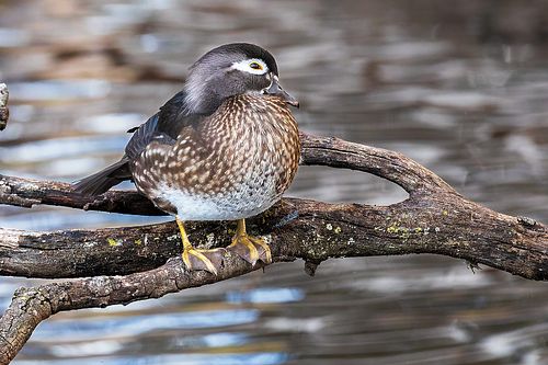 A female Wood Duck with delicate white eye-rings and mottled brown feathers perched gracefully on a tree branch over water.