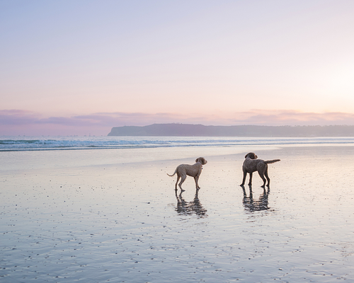 Signature Portrait Session