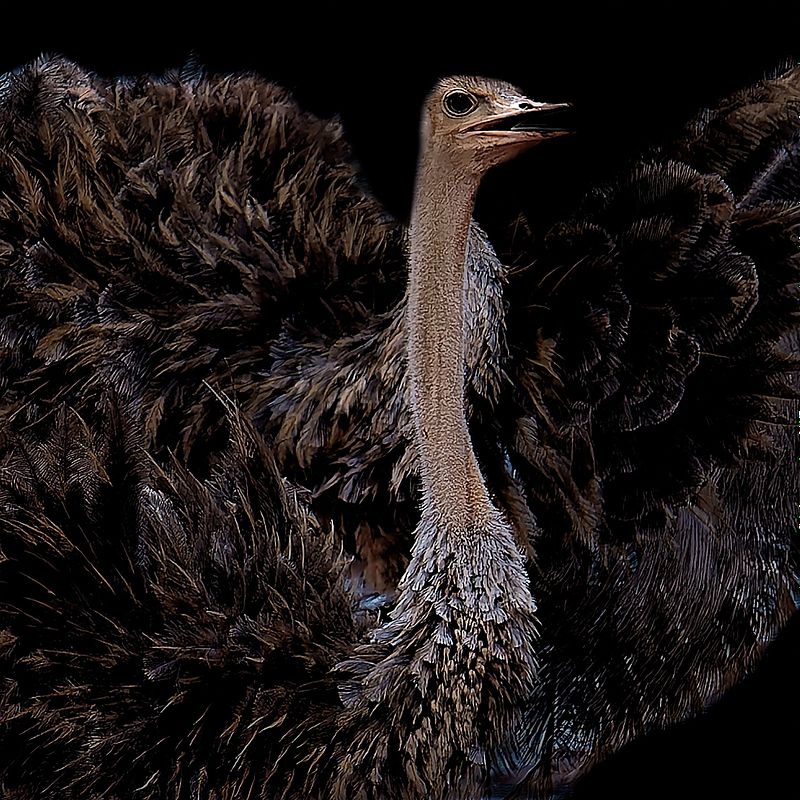 Animaux sur fond noir