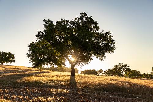 Fotografia para alojamento local premium no Alentejo