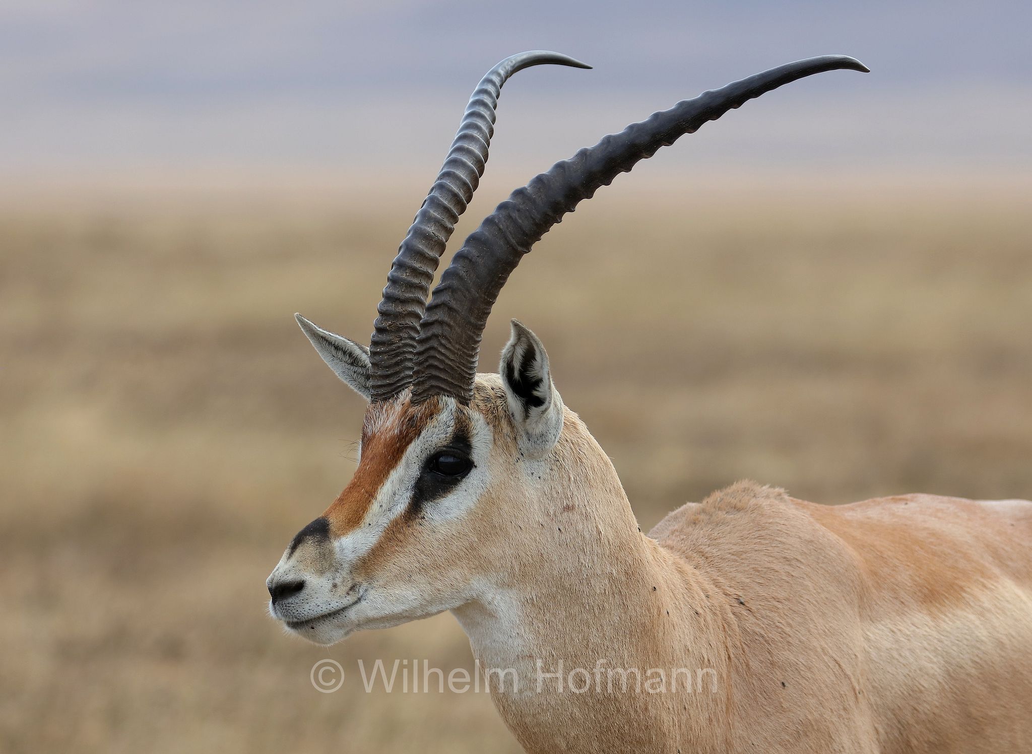 nanger granti, Grant's gazelle, southern Grant's Gazelle, Südliche Grant-Gazelle, gazella di Grant﻿, area di conservazione di Ngorongoro, Ngorongoro Conservation Area, Ngorongoro Krater, Tanzania, Tansania