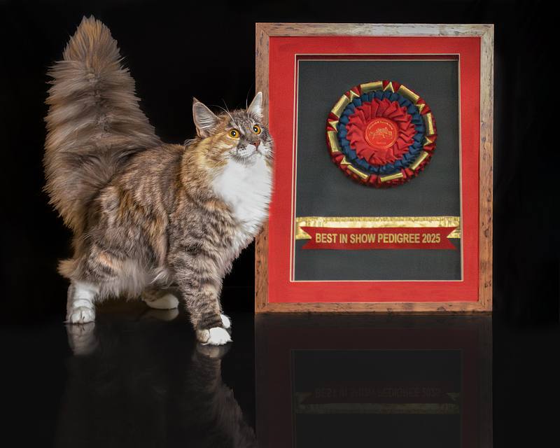 Edinburgh & East of Scotland Cat Club Show