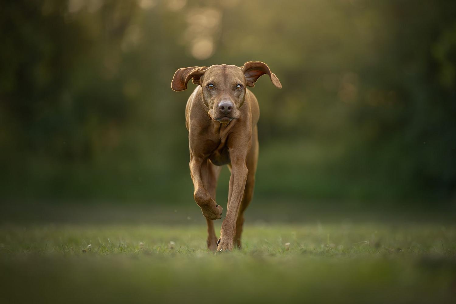 NLS Dierenfotografie