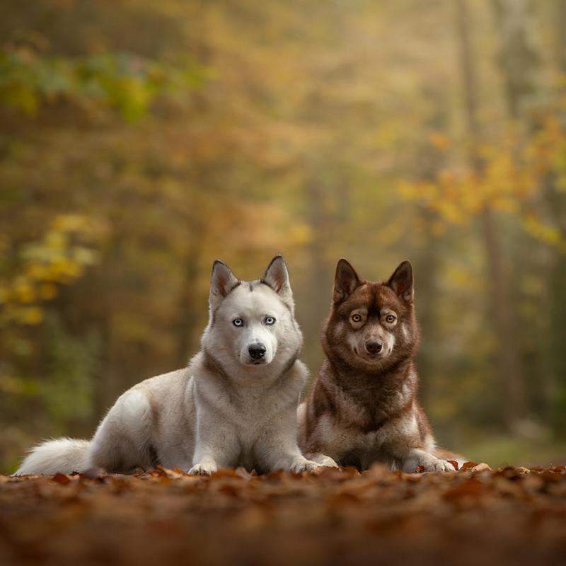 Waarom de herfst perfect is voor een fotoshoot met je huisdier