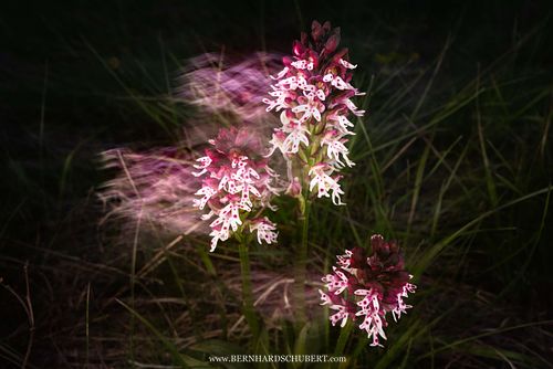 Neotinea ustulata - Burnt orchid