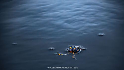 Bombina bombina - Fire-bellied toad