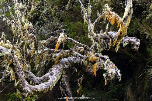 Lichens