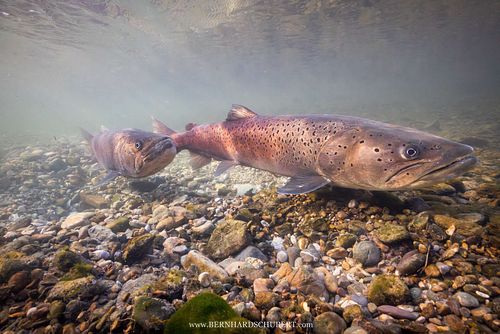 Hucho hucho - Huchen Danube salmon