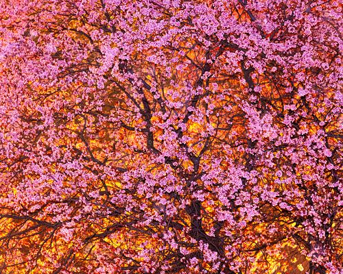 Ornamental cherry flowering