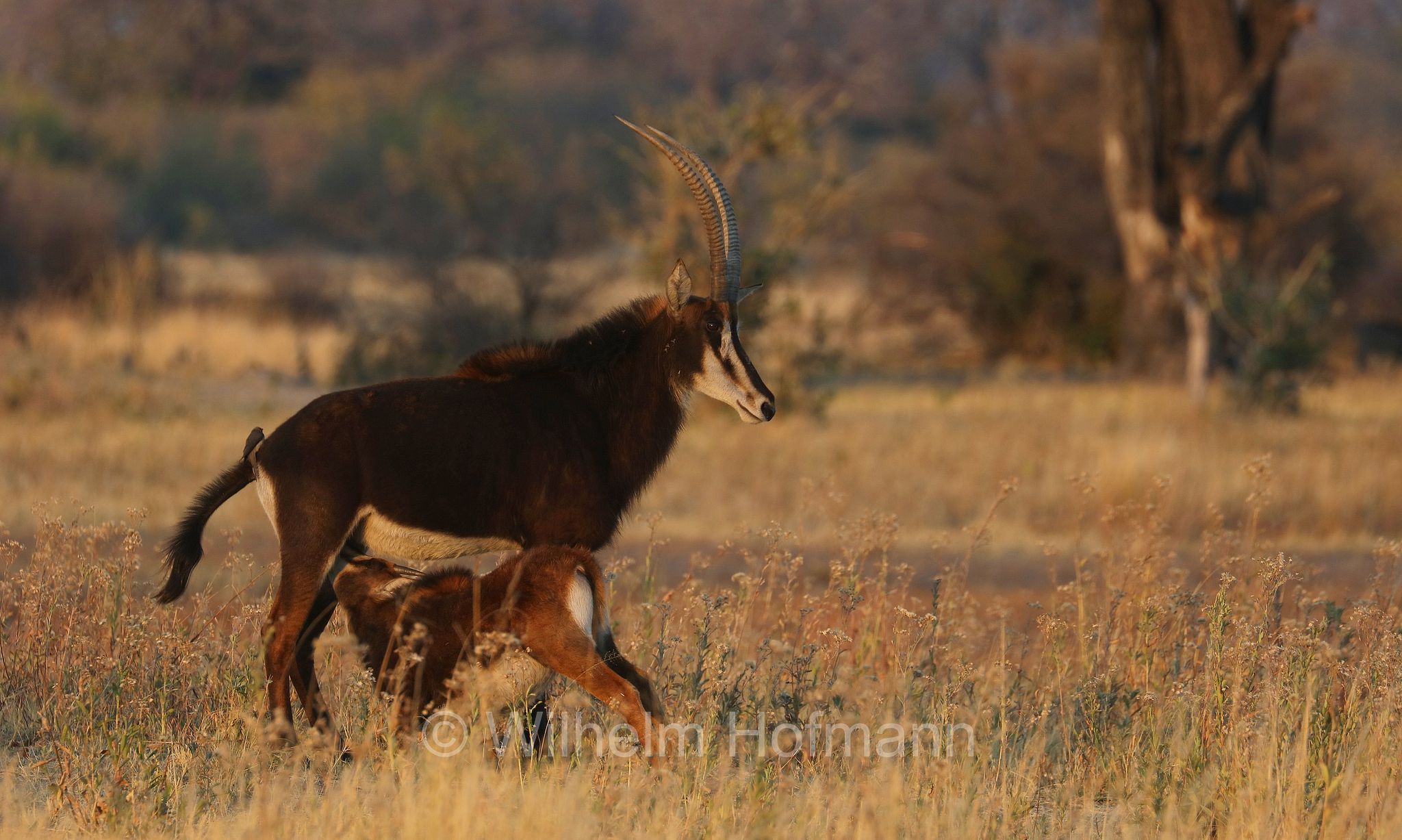 sable antelope, common sable antelope, black sable antelope, Matsetsi sable antelope, South Zambian sable antelope, Rappenantilope, antilope nera, Hippotragus niger niger, ﻿Moremi Game Reserve, Moremi-Wildreservat, Okavango Delta, Okavango Grassland, Botswana, Republik Botsuana