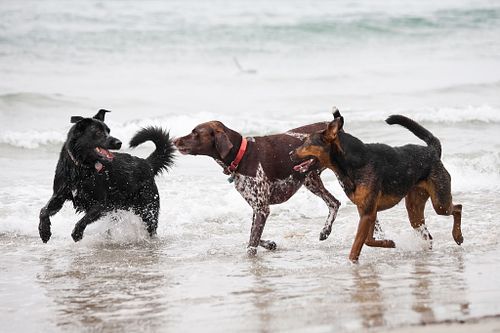 $375+ Two or More Dogs