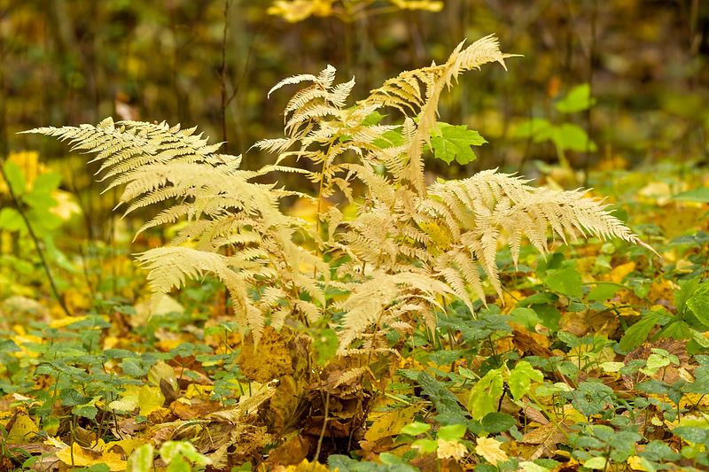 Sügisesed sõnajalad, loovad sügisel meeleoluka hõngu.