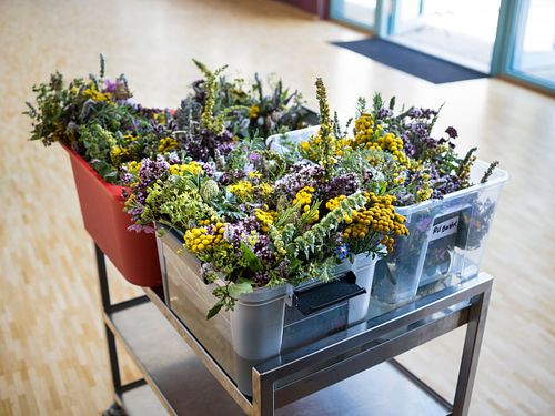 Kräuter Strauss binden