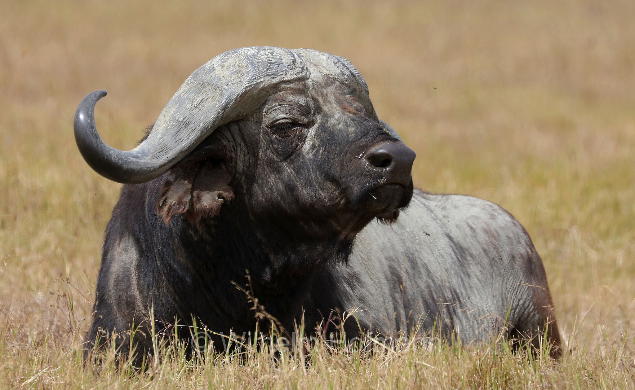 Cape buffalo, bufalo africano, bufalo del Capo, Kaffernbüffel, Afrikanischer Büffel, Steppenbüffel, Schwarzbüffel, Syncerus caffer, Syncerus caffer caffer, Ngorongoro Conservation Area, Tanzania, Ngorongoro Krater, Tansania, area di conservazione di Ngorongoro