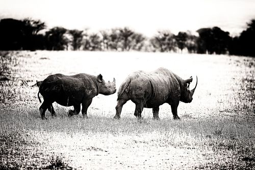 Rhinocéros en Tanzanie