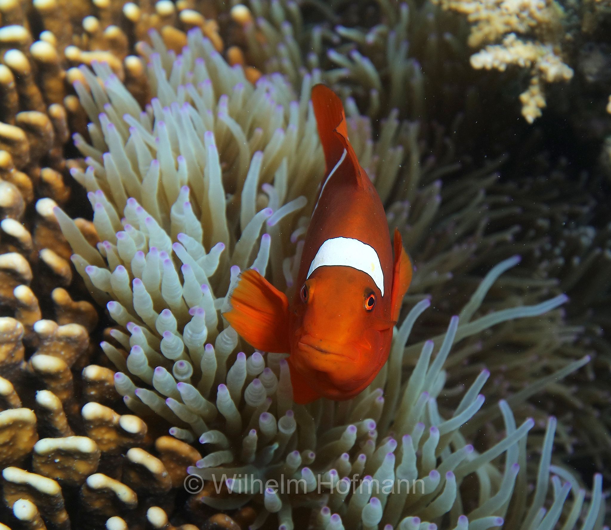 maroon clownfish, spine-cheeked anemonefish, Samtanemonenfisch, Stachel-Anemonenfisch, pesce pagliaccio marrone,﻿﻿ Komodo Islands, Komodo, Lesser Sunda Islands, Kleine Sundainseln, Piccole Isole della Sonda, Nusa Tenggara Islands, Kepulauan Nusa Tenggara, Indonesia, Indonesien﻿, Turtle Point