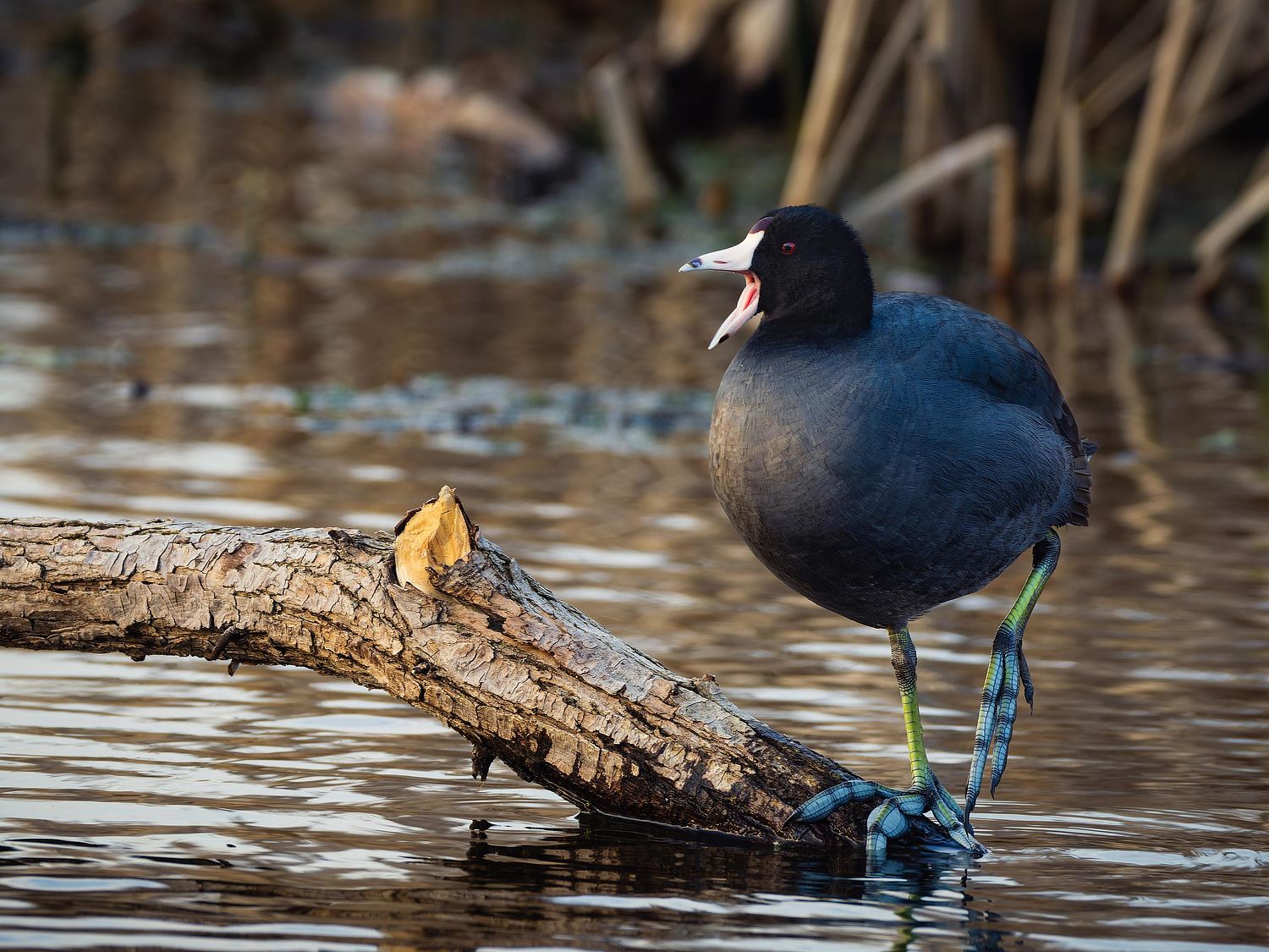 Waterfowl Gallery by Peter Weymouth Nature Photography