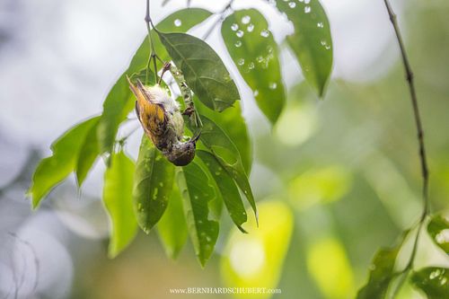 Anthreptes simplex - Plain sunbird