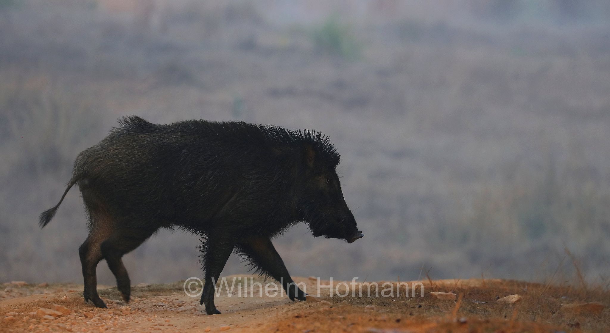 Indian boar, Moupin pig, Indisches Wildschwein, cinghiale indiano, Sus scrofa cristatus, Kanha National Park, Kanha-Nationalpark, parco nazionale di Kanha, Madhya Pradesh, India, Indien