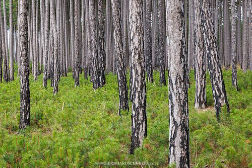 Pinus nigra – Schwarz-Kiefer