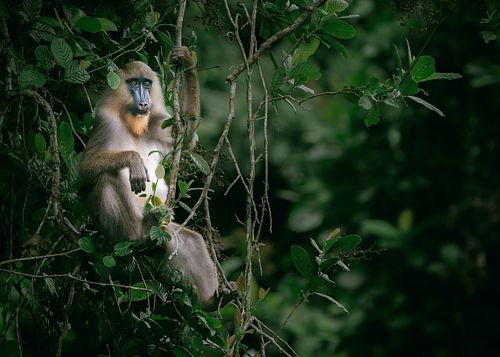 Mandrill, Gabon, Old world monkey, Mandrillus sphinx