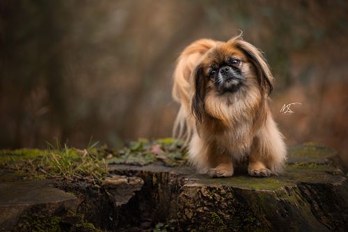 Portret pekinees zittend op boomstronk, doet denken aan een eekhoorn