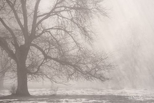 A mature, bare tree stands in the morning fog of winter, with sunlight peeking through. Art photo, Beneath the Quiet Canopy.
