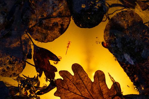 Eubranchipus grubii - Frühlings-Feenkrebs