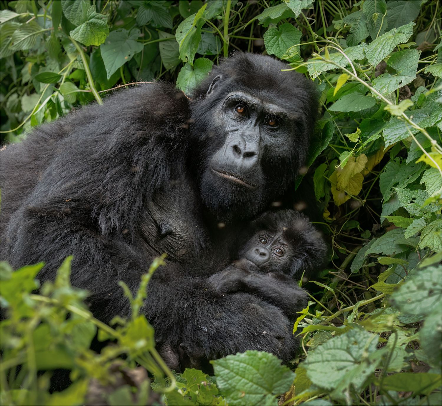 Mountain Gorilla, Uganda, Gorilla beringei beringei, eastern gorilla, endangered species