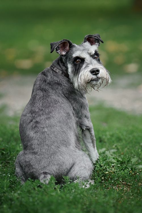 Schnauzer sitting on the grass at the park.