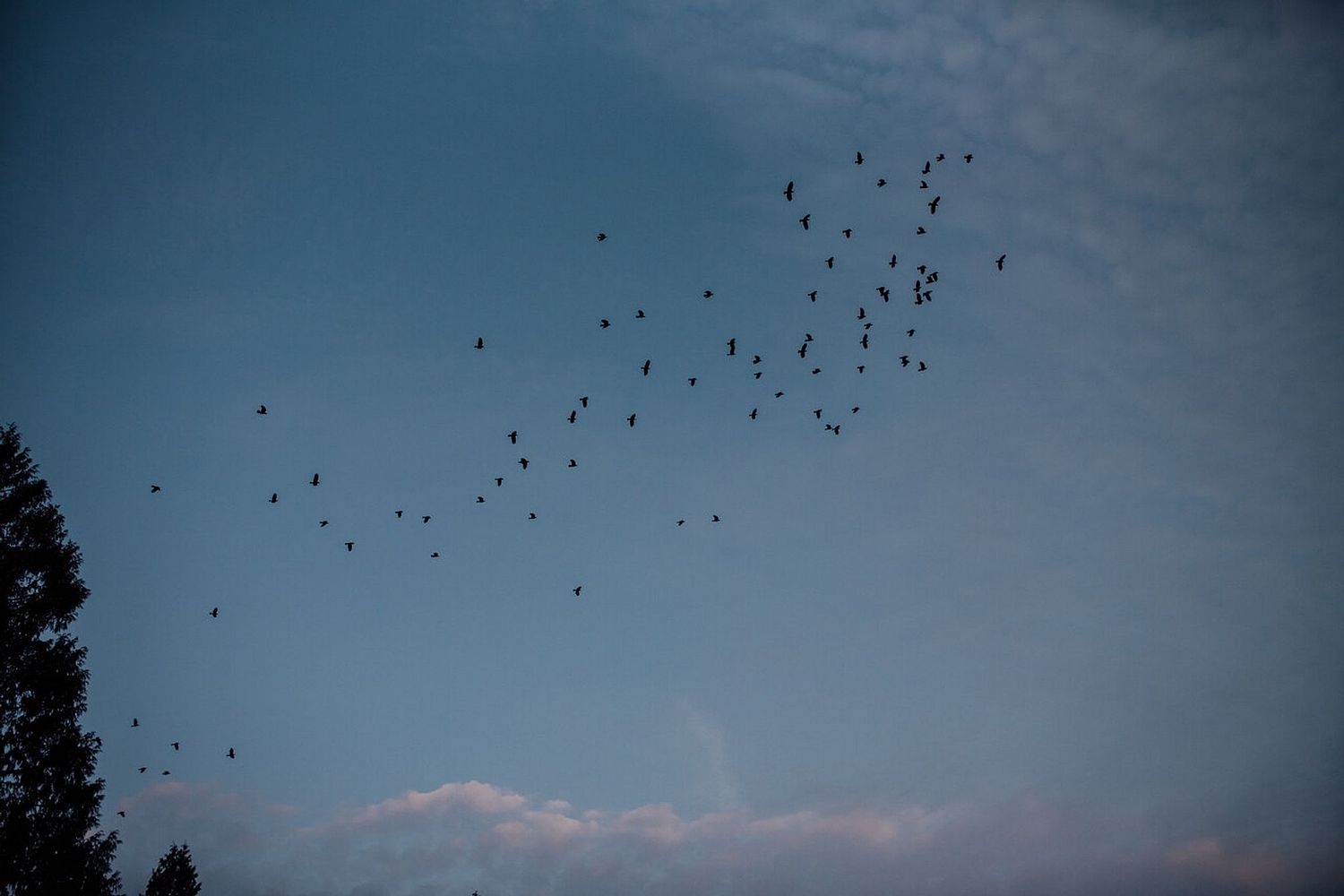 Birds flying through a blue sky, symbolizing freedom and healing and IFS parts