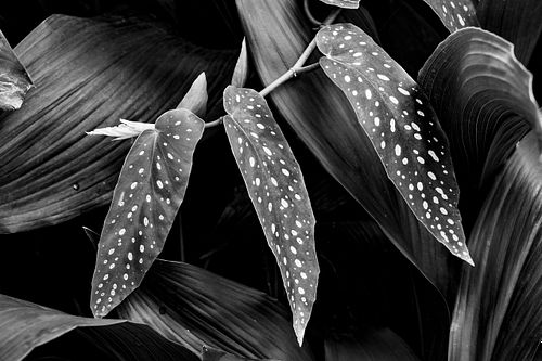 Begonie ""Comte der Miribel" auf dem Oeschberg