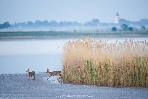 Capreolus capreolus - Roe Deer