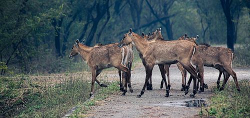 animal, jungle, forest, mammal, spicies