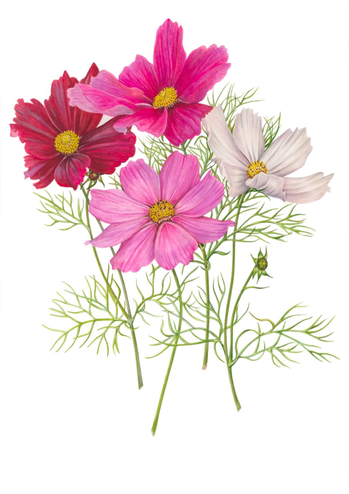 Botanical artwork of Cosmos