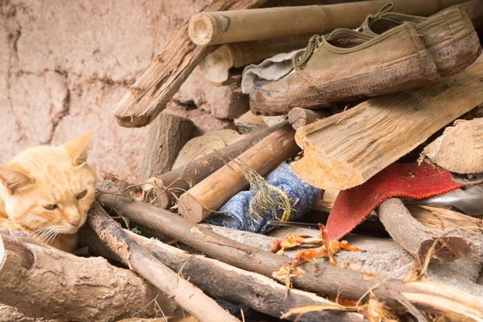 Ginger colored cat at a woodpile strewn with shoes in rural China