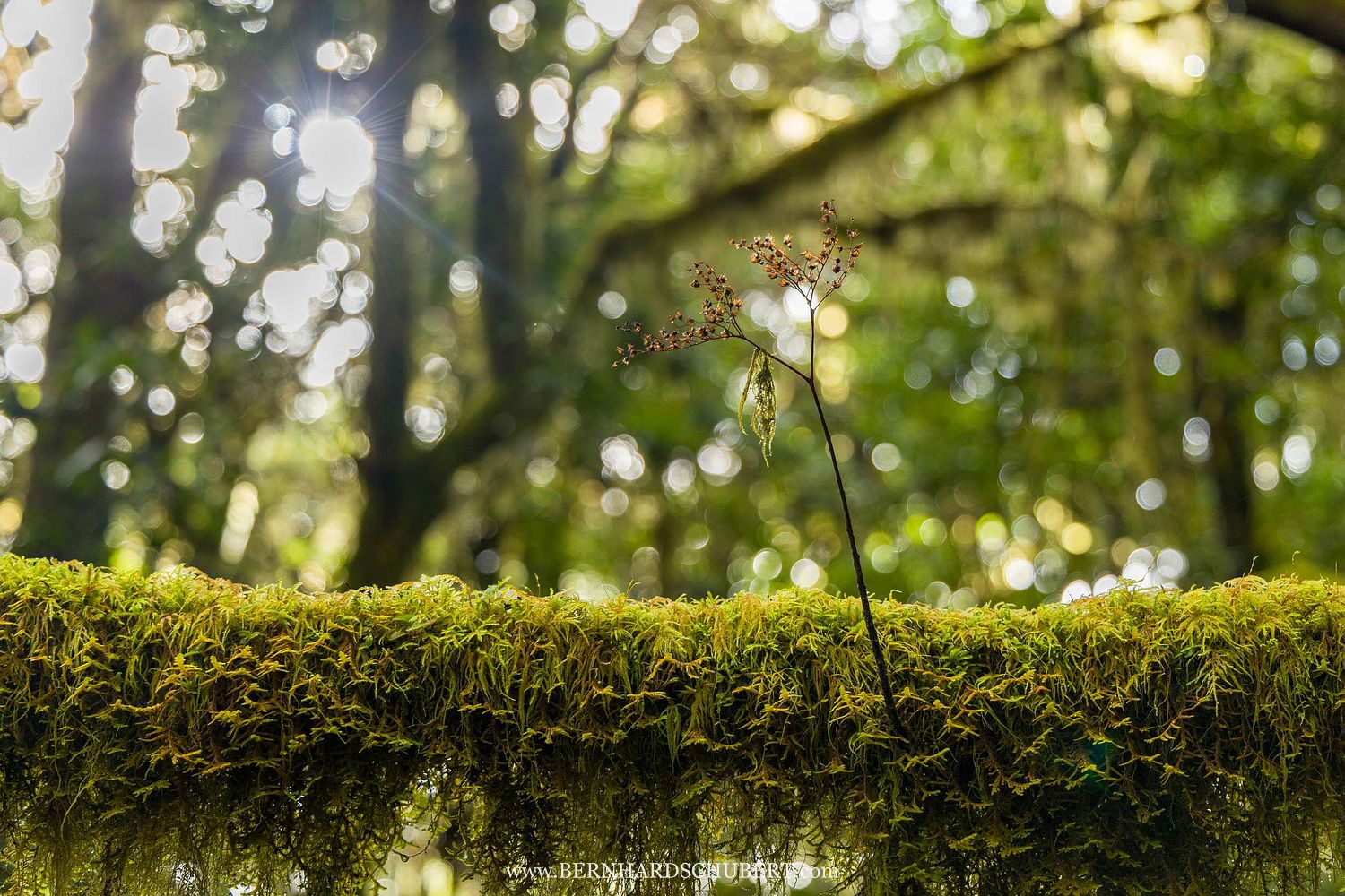 Zufälliger Epiphyt